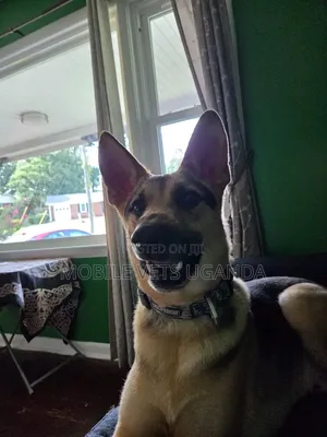 6-12 months Male Purebred German Shepherd
