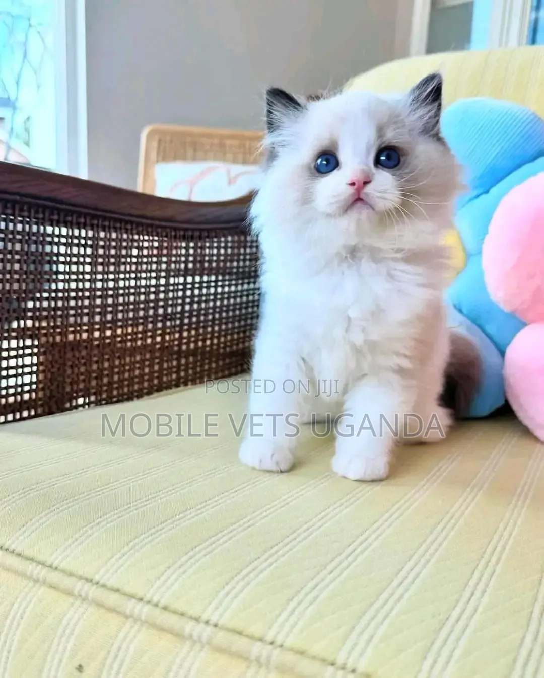1-3 months Male Purebred Ragdoll