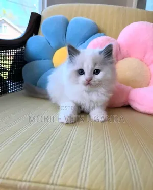 1-3 months Female Purebred Ragdoll
