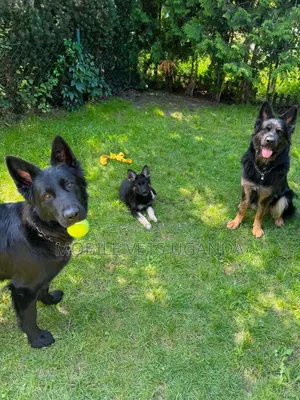 6-12 months Female Purebred German Shepherd