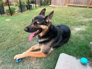6-12 months Male Purebred German Shepherd