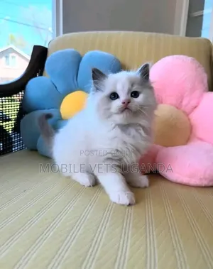 1-3 months Male Purebred Ragdoll