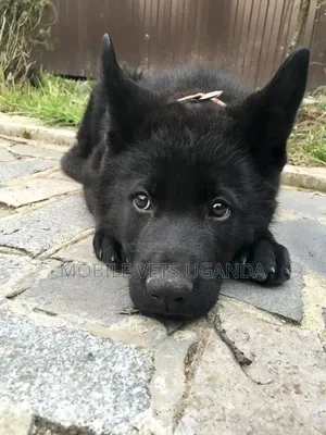 1-3 months Male Purebred German Shepherd