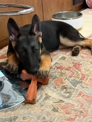 1-3 months Male Purebred German Shepherd