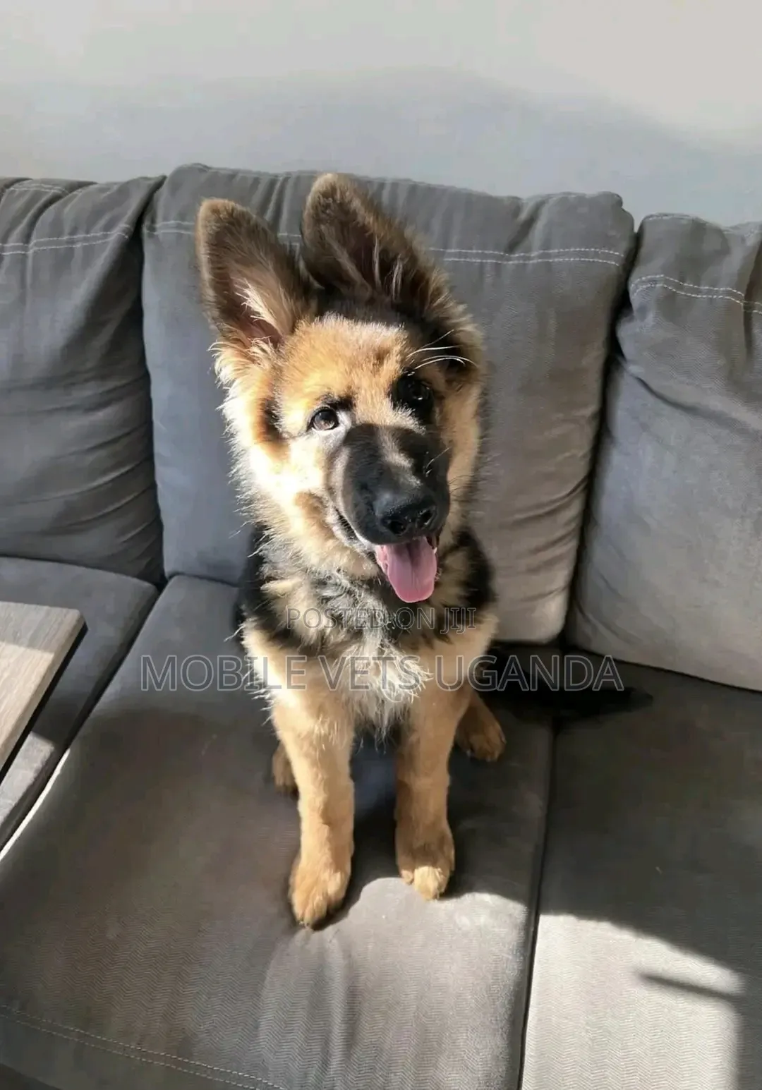 1-3 months Female Purebred German Shepherd