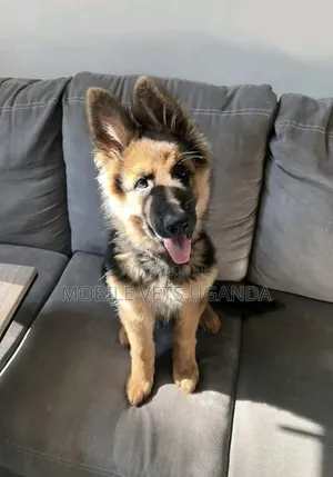 1-3 months Female Purebred German Shepherd
