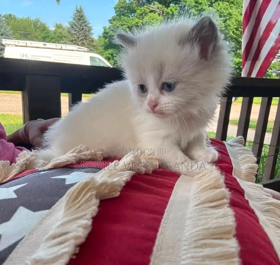 0-1 month Male Purebred Ragdoll