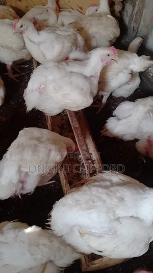 Broilers Chicken
