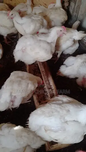 Broilers Chicken