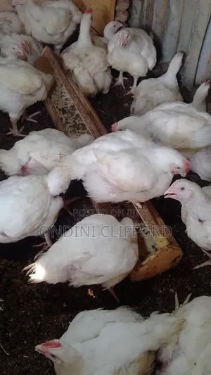Broilers Chicken