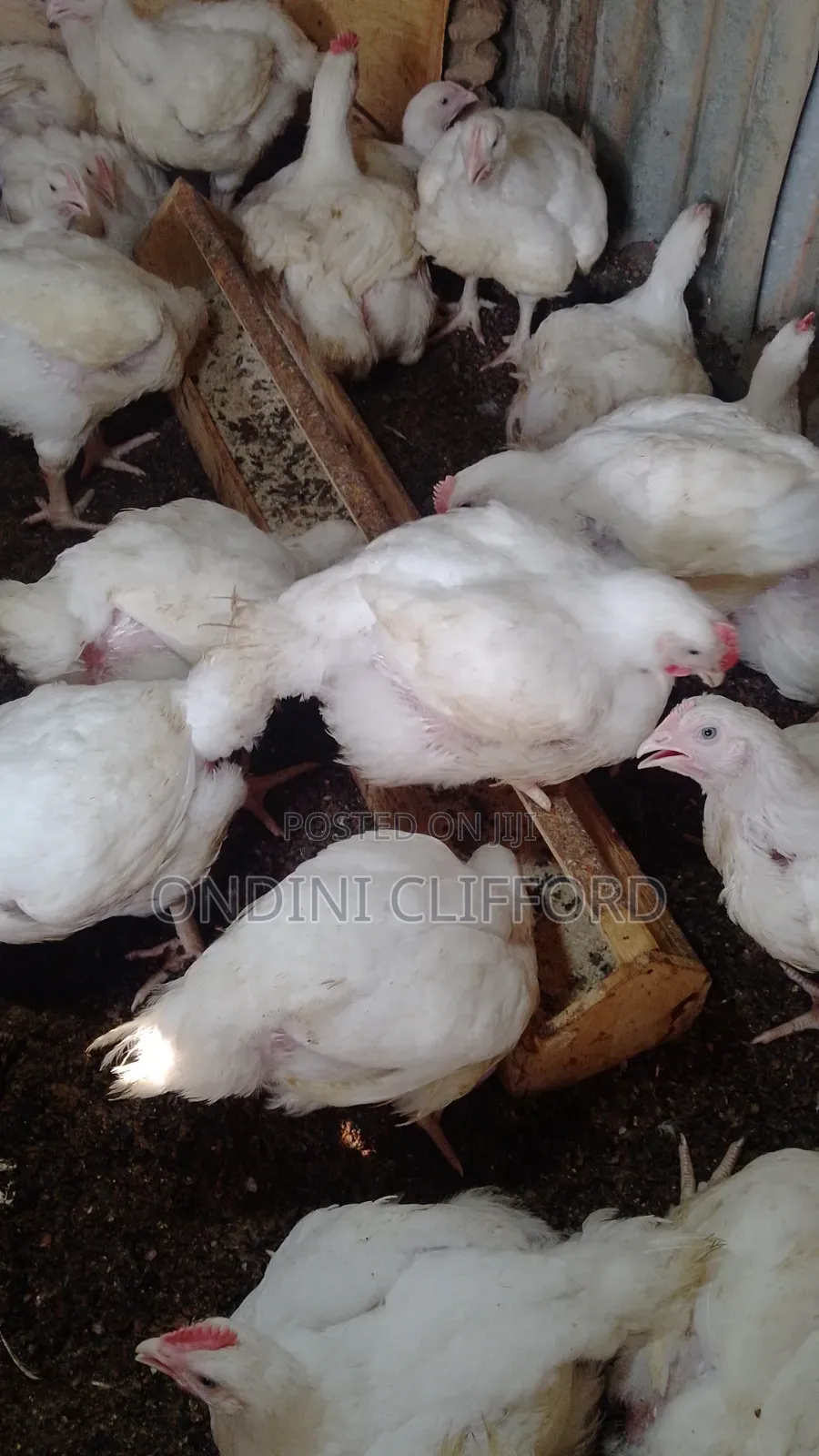 Broilers Chicken