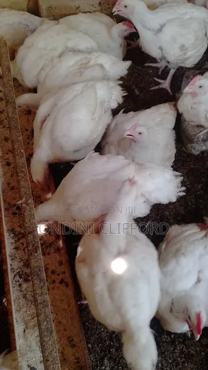 Broilers Chicken