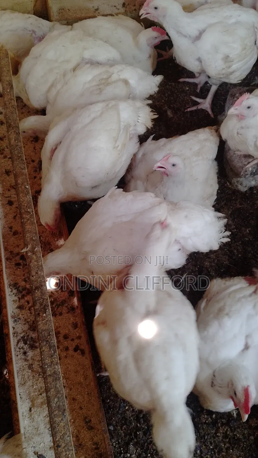 Broilers Chicken