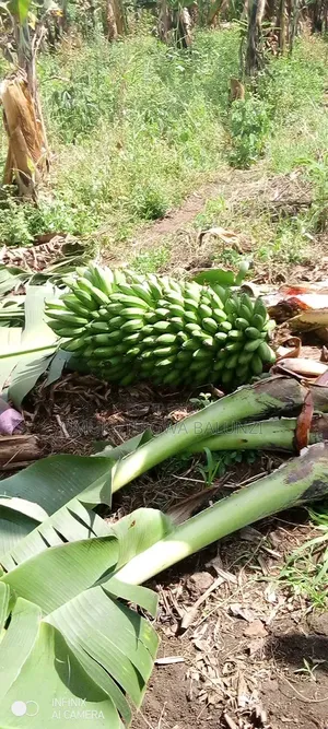 Banana Suckers