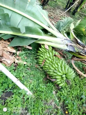 Banana Suckers