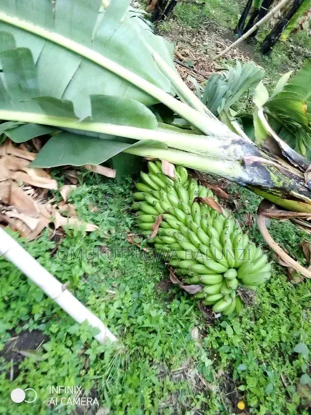 Banana Suckers