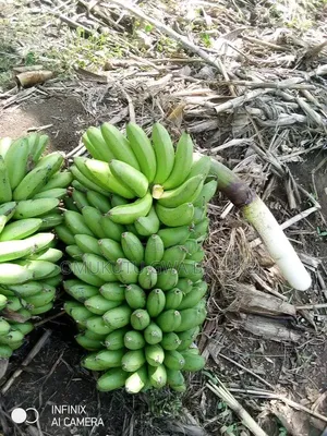 Banana Suckers