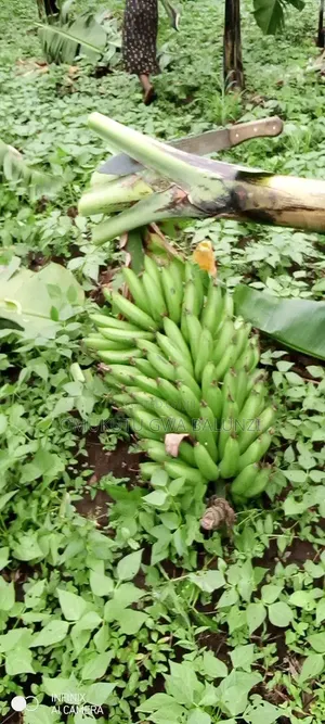 Banana Suckers