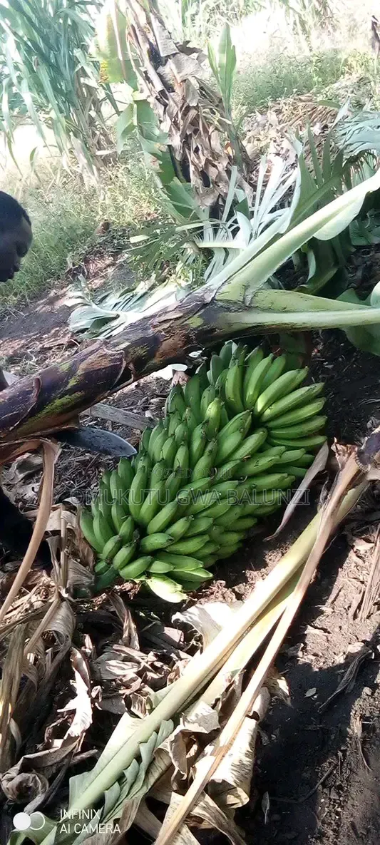 Banana Suckers