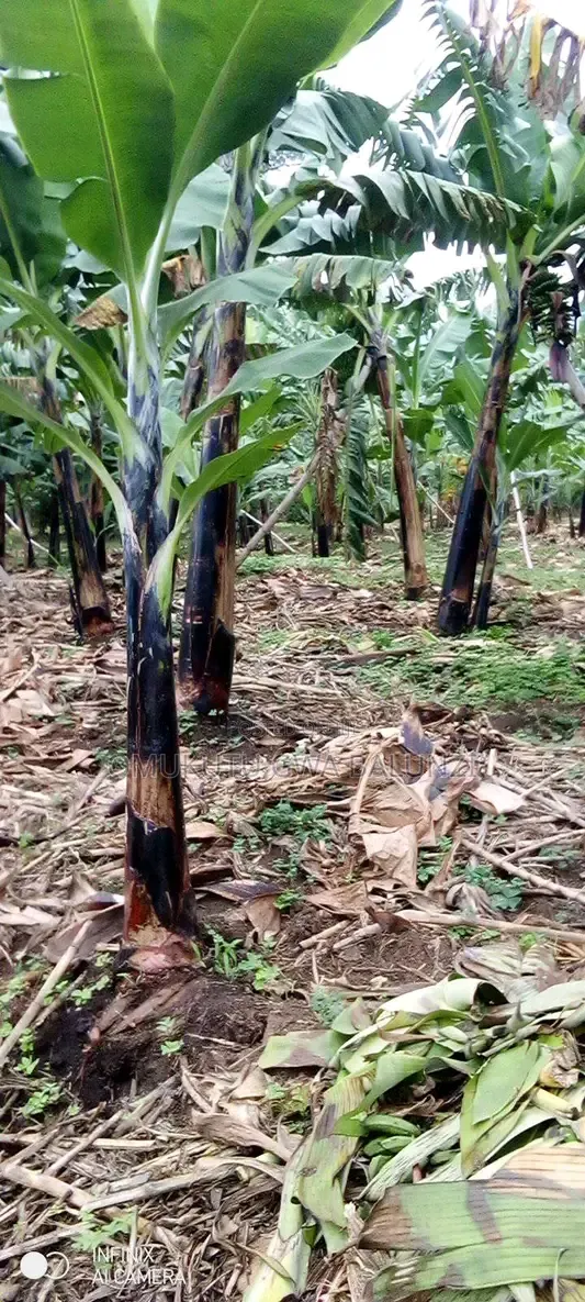 Banana Suckers