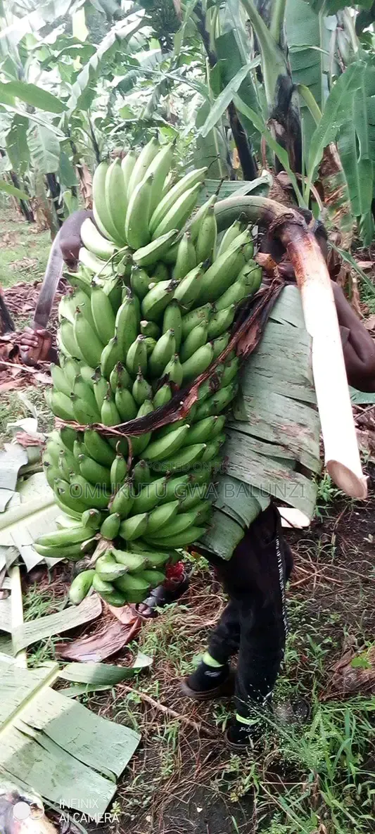Banana Suckers