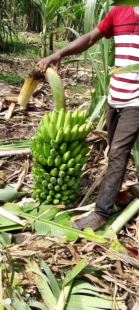 Banana Suckers