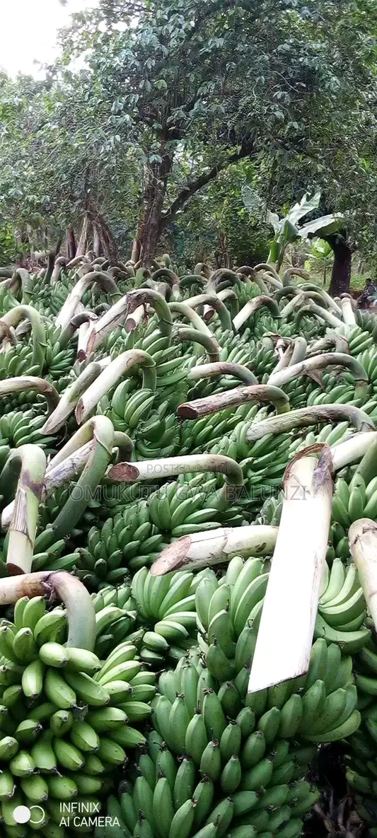Banana Suckers