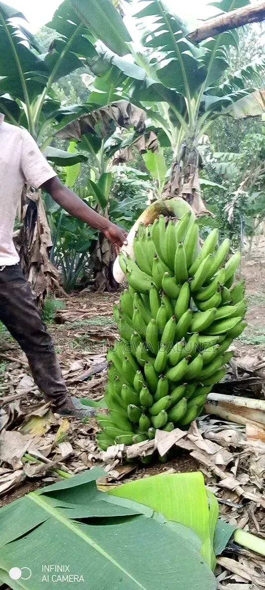 Banana Suckers