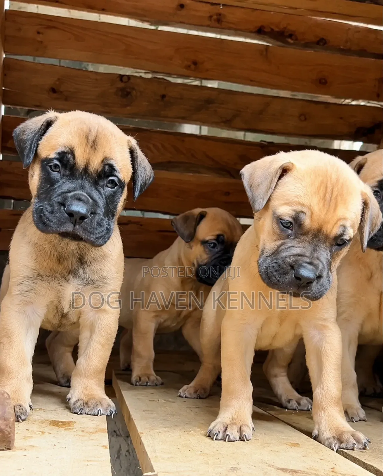 1-3 months Male Purebred Boerboel