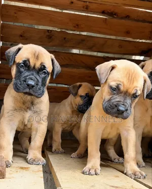 1-3 months Male Purebred Boerboel
