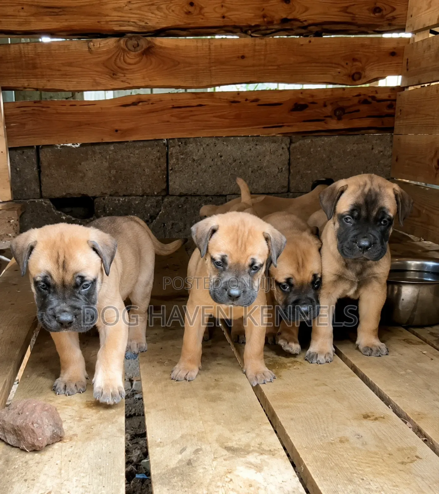 1-3 months Female Purebred Boerboel