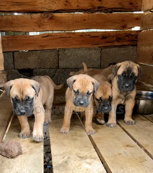1-3 months Female Purebred Boerboel