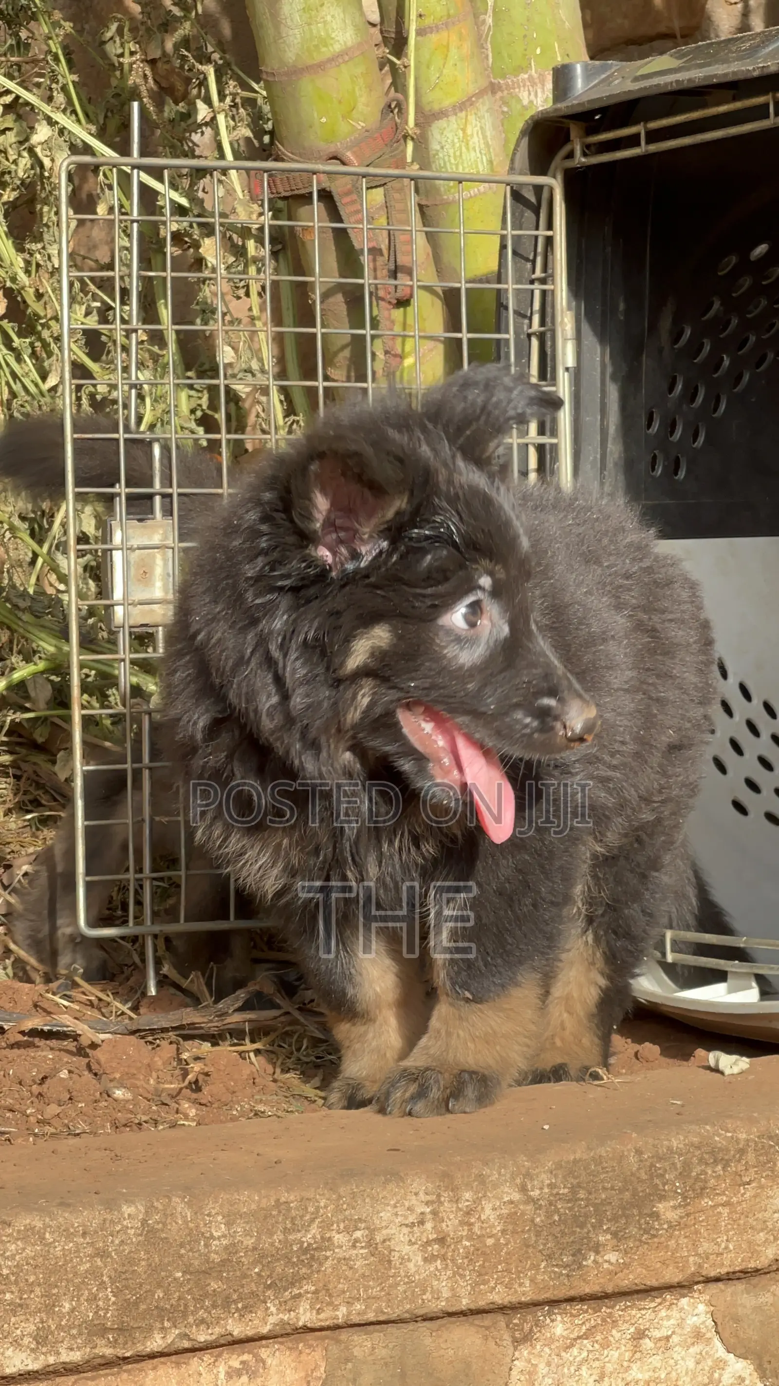 1-3 months Male Purebred German Shepherd