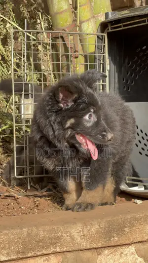 1-3 months Male Purebred German Shepherd