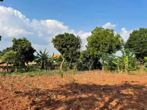 Plot for Sale Located in Kira-Kimwanyi