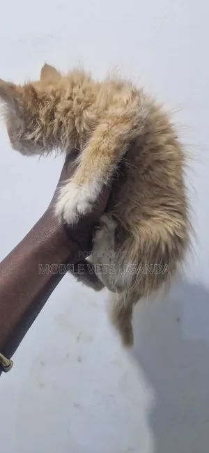 1-3 months Male Purebred Maine Coon
