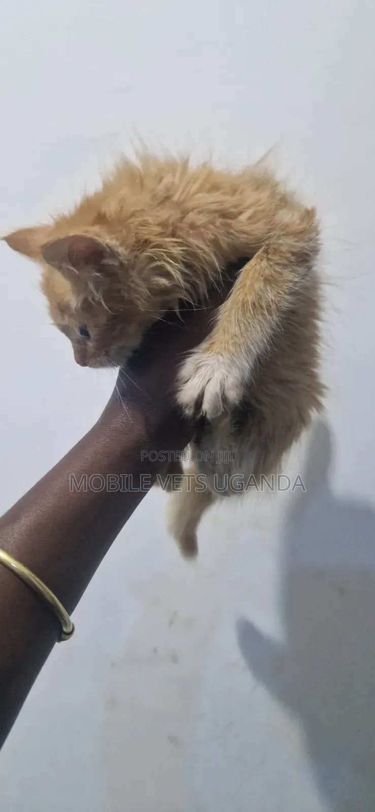 1-3 months Male Purebred Abyssinian