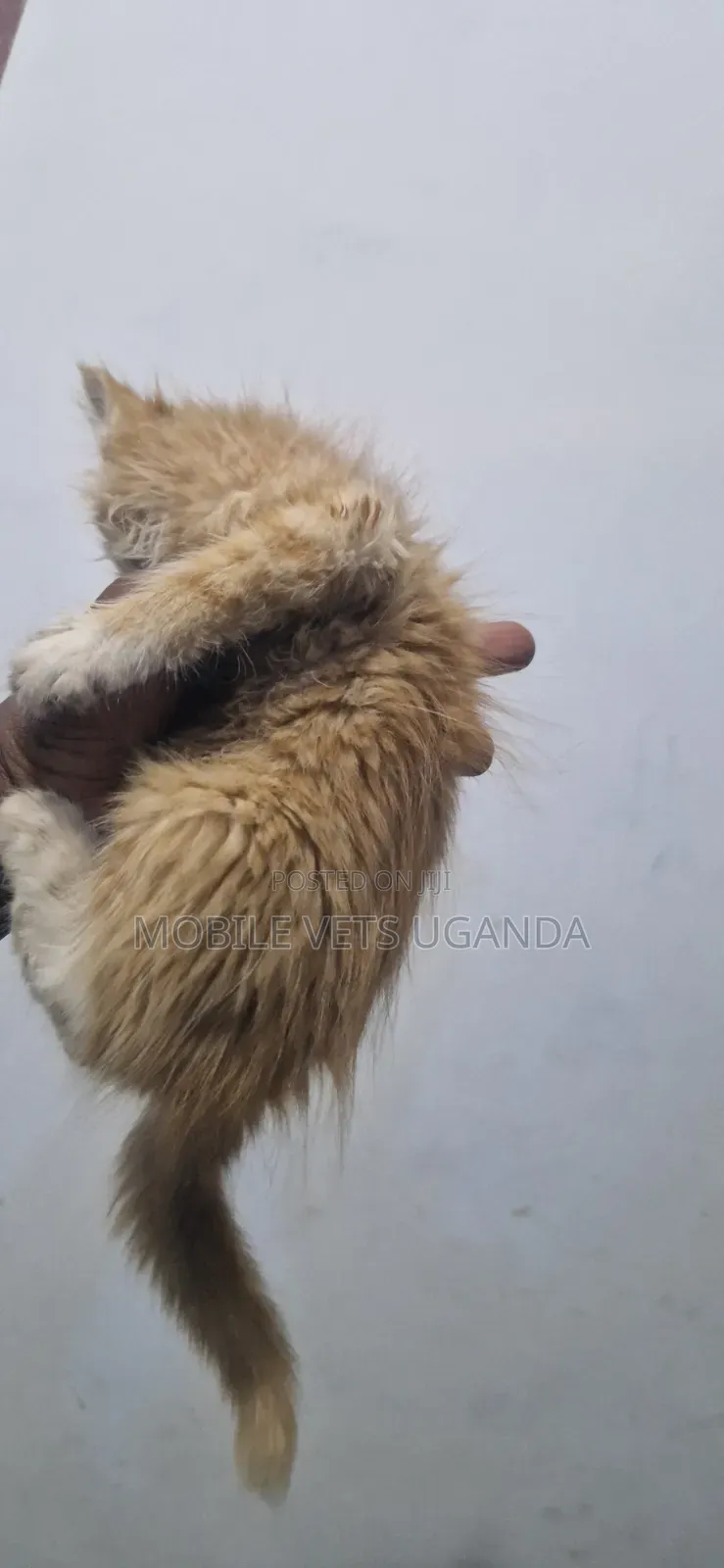 1-3 months Male Purebred American Wirehair