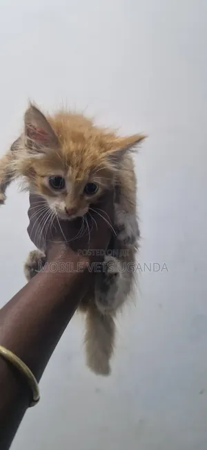 1-3 months Male Purebred Bombay