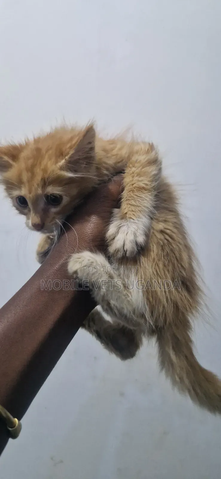 0-1 month Female Purebred Exotic