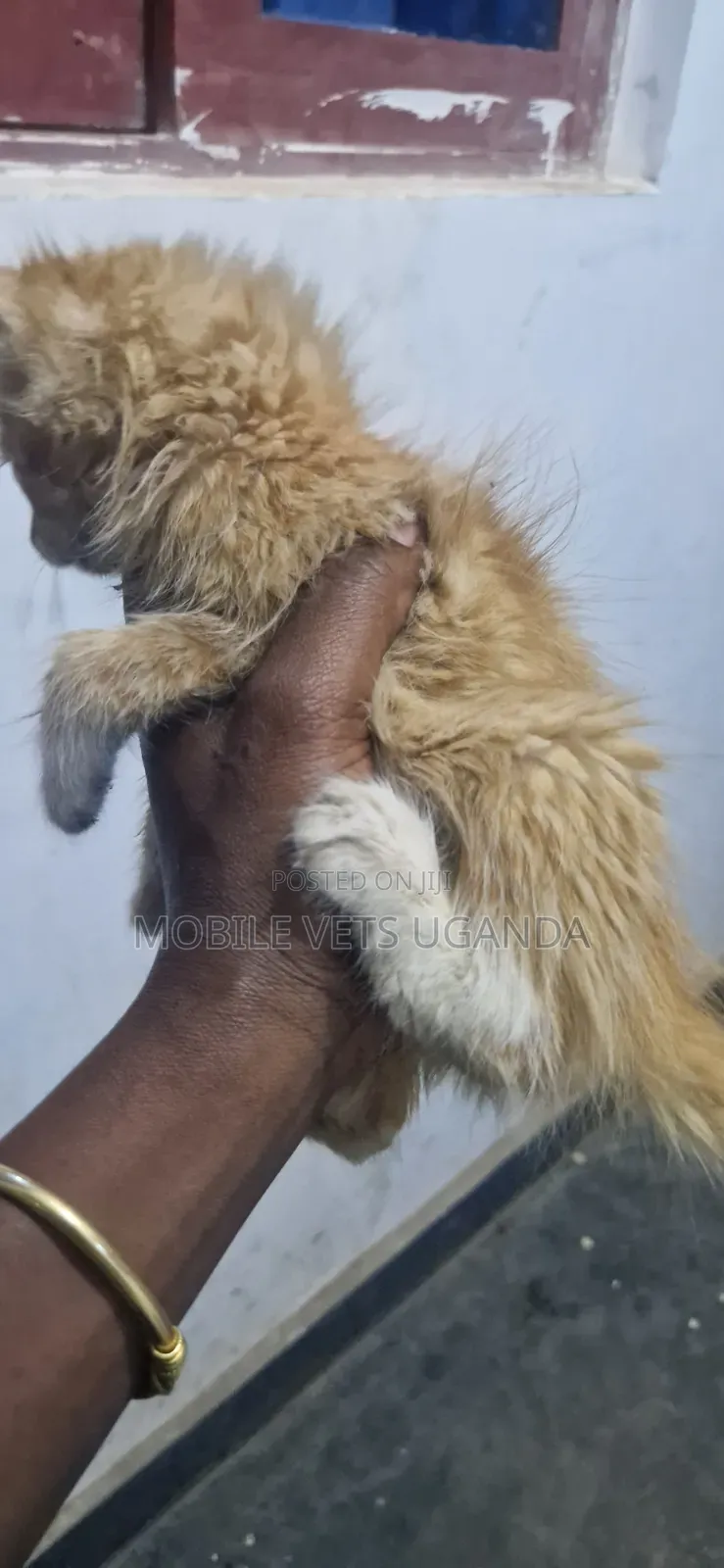 0-1 month Male Purebred Exotic