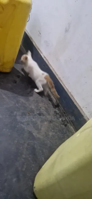 1-3 months Male Purebred Birman