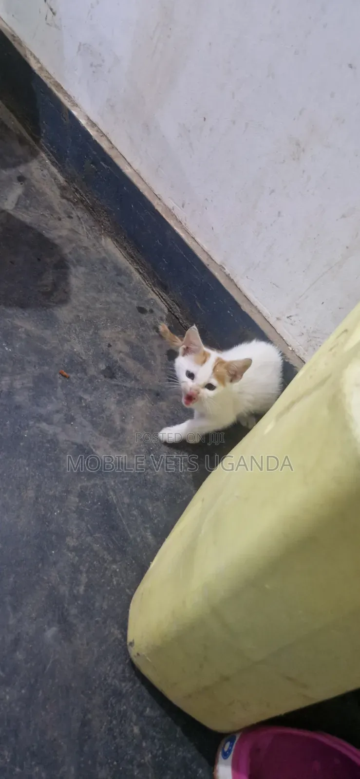0-1 month Male Purebred American Bobtail