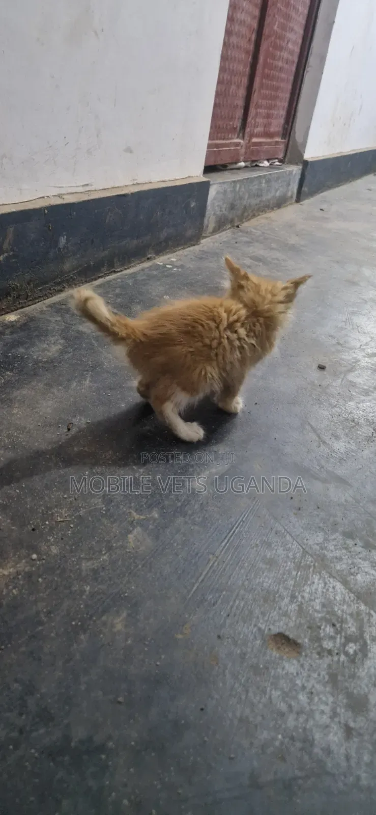 1-3 months Male Mixed Breed Persian