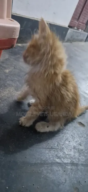 1-3 months Female Mixed Breed Persian