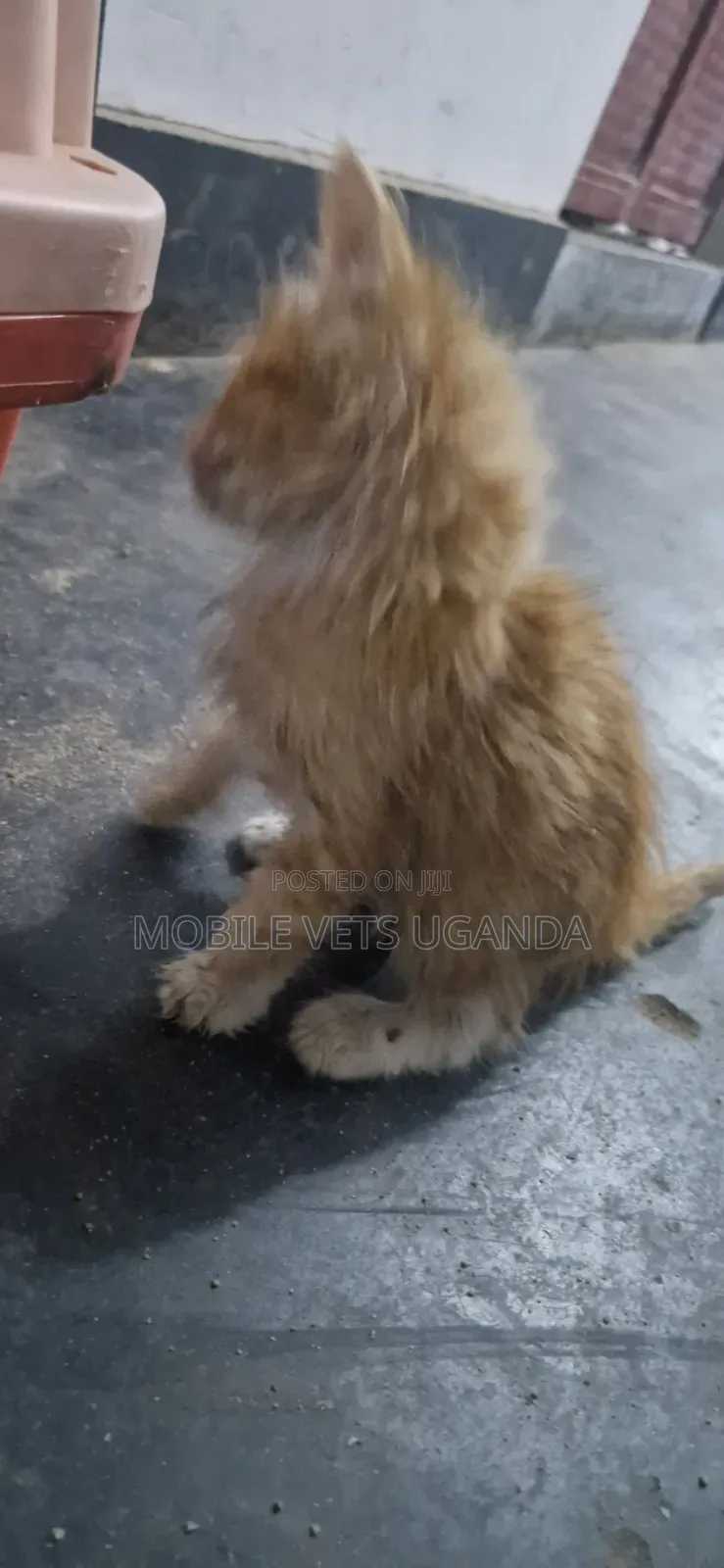 1-3 months Female Mixed Breed Persian