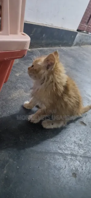 1-3 months Female Mixed Breed Persian