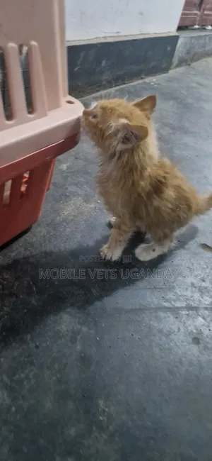 1-3 months Male Purebred Manx
