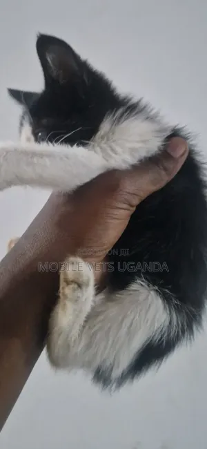 3-6 months Female Purebred Exotic