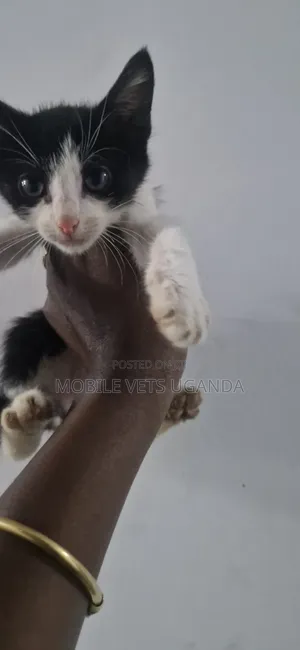 1-3 months Female Purebred American Bobtail